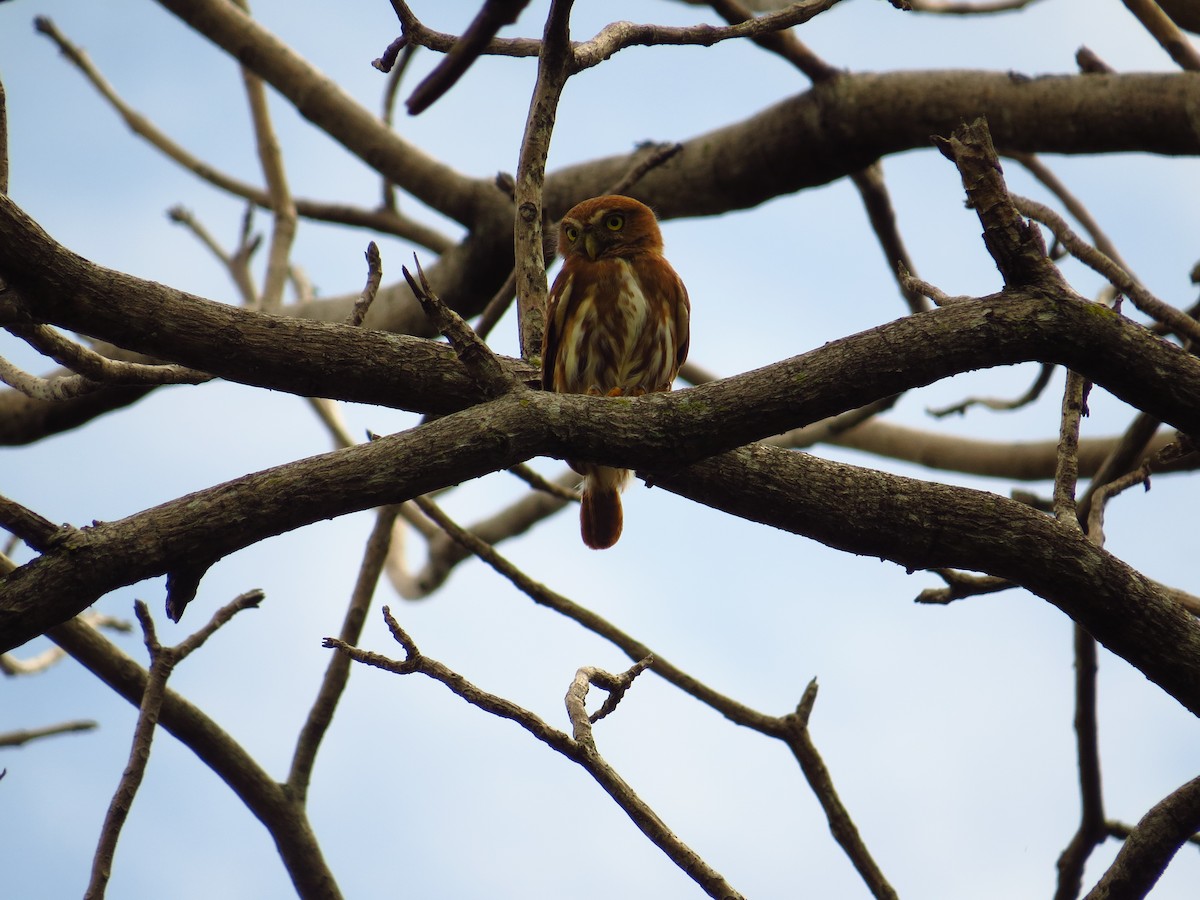 Ferruginous Pygmy-Owl - ML642137521