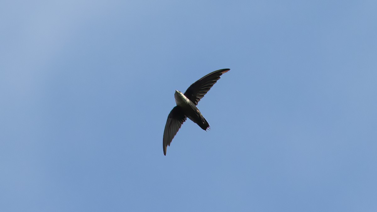 Chimney Swift - ML642137528