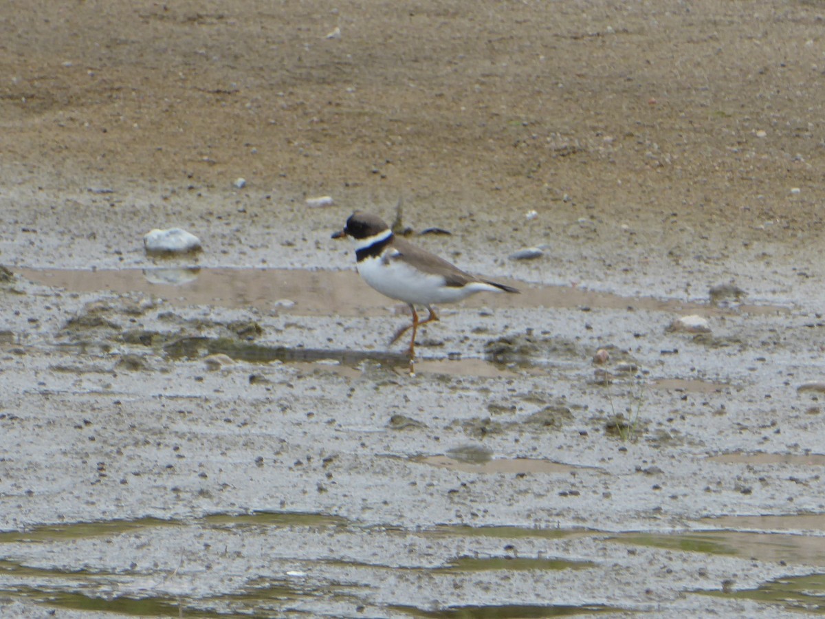 Semipalmated Plover - ML642137567