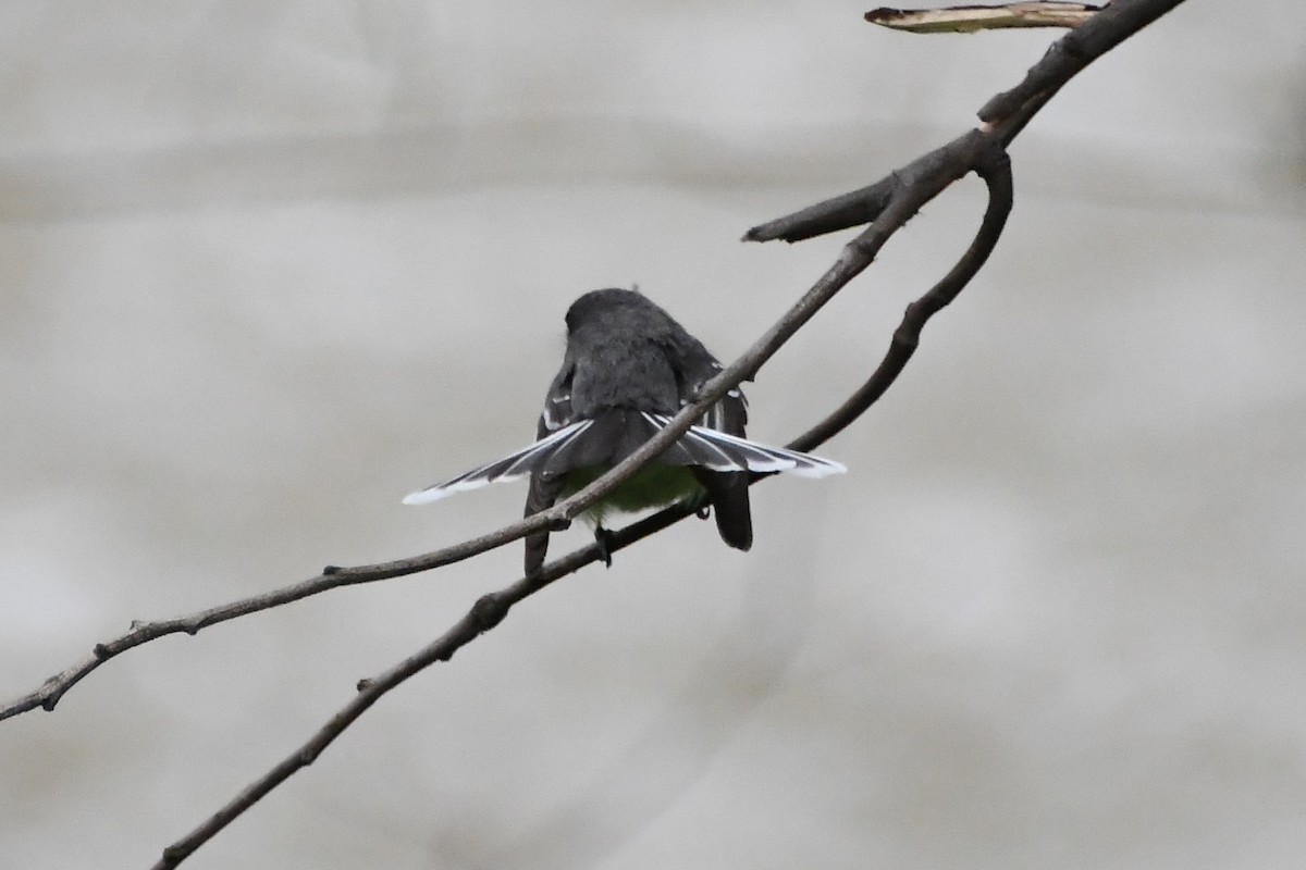 Gray Fantail - ML642137585