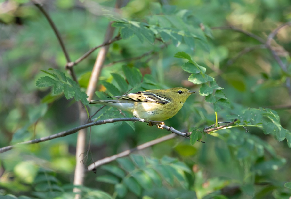 Blackpoll Warbler - ML642137590