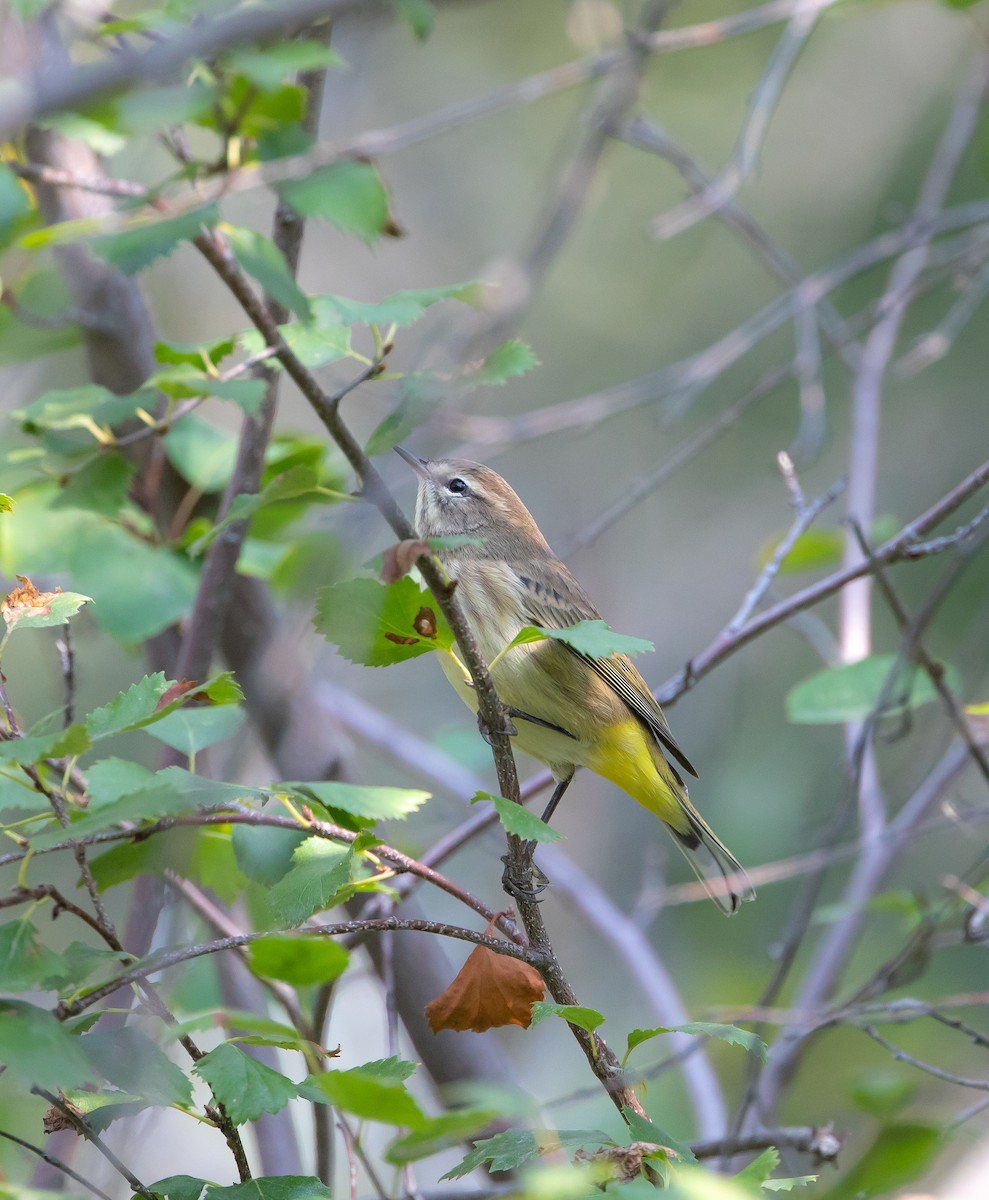 Palm Warbler - ML642137594