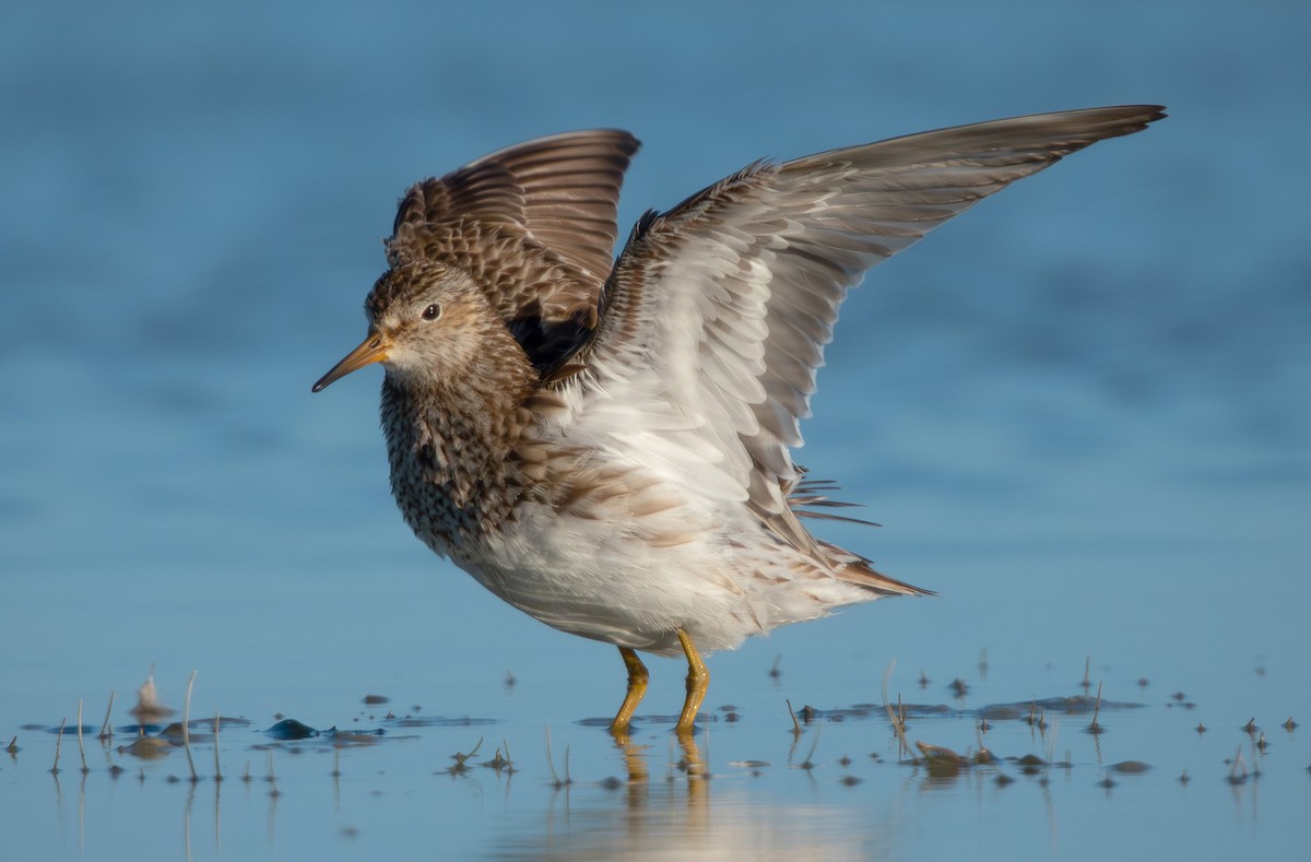 Graubrust-Strandläufer - ML642137609