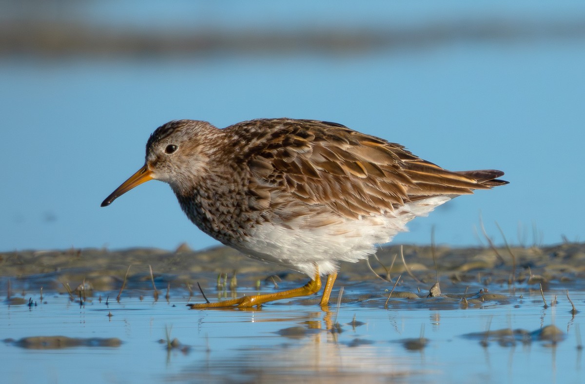 Graubrust-Strandläufer - ML642137610