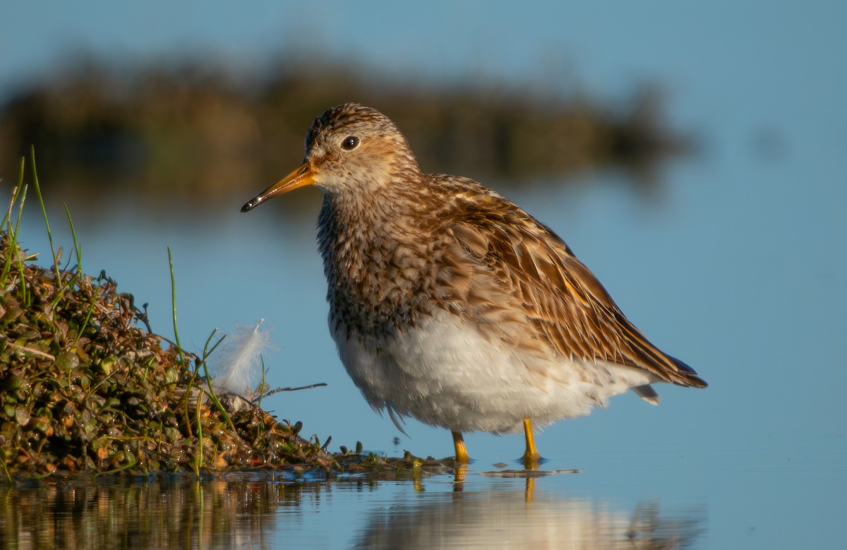 Graubrust-Strandläufer - ML642137617