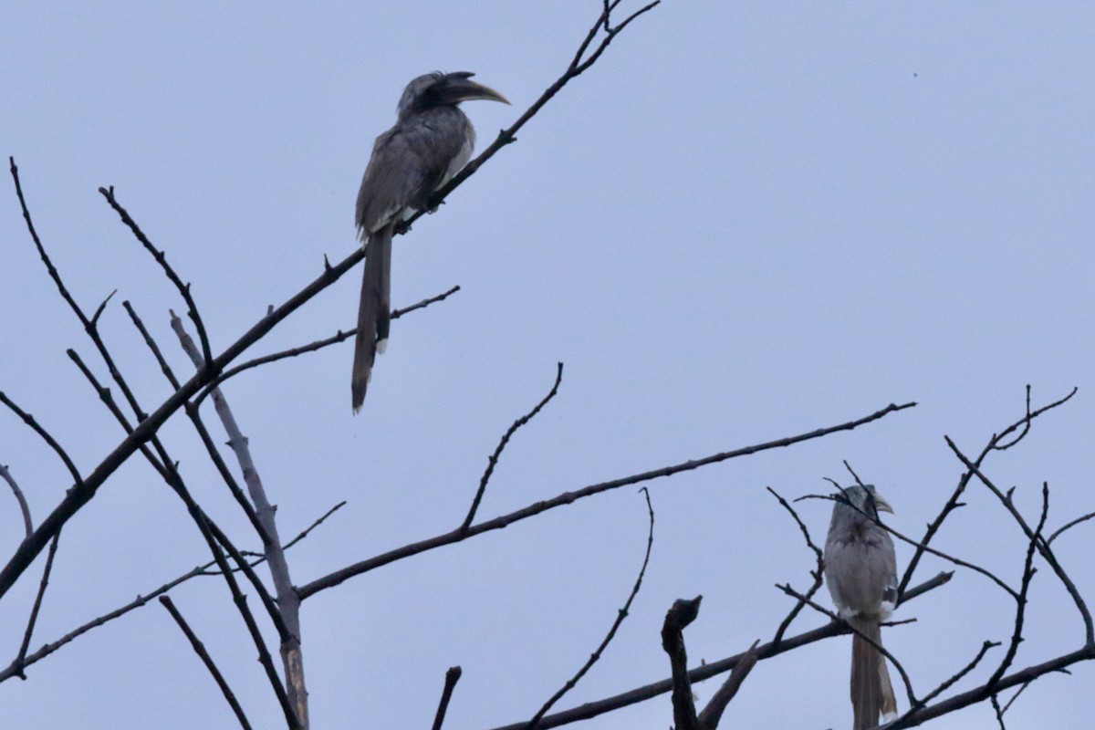Indienhornvogel - ML642137626