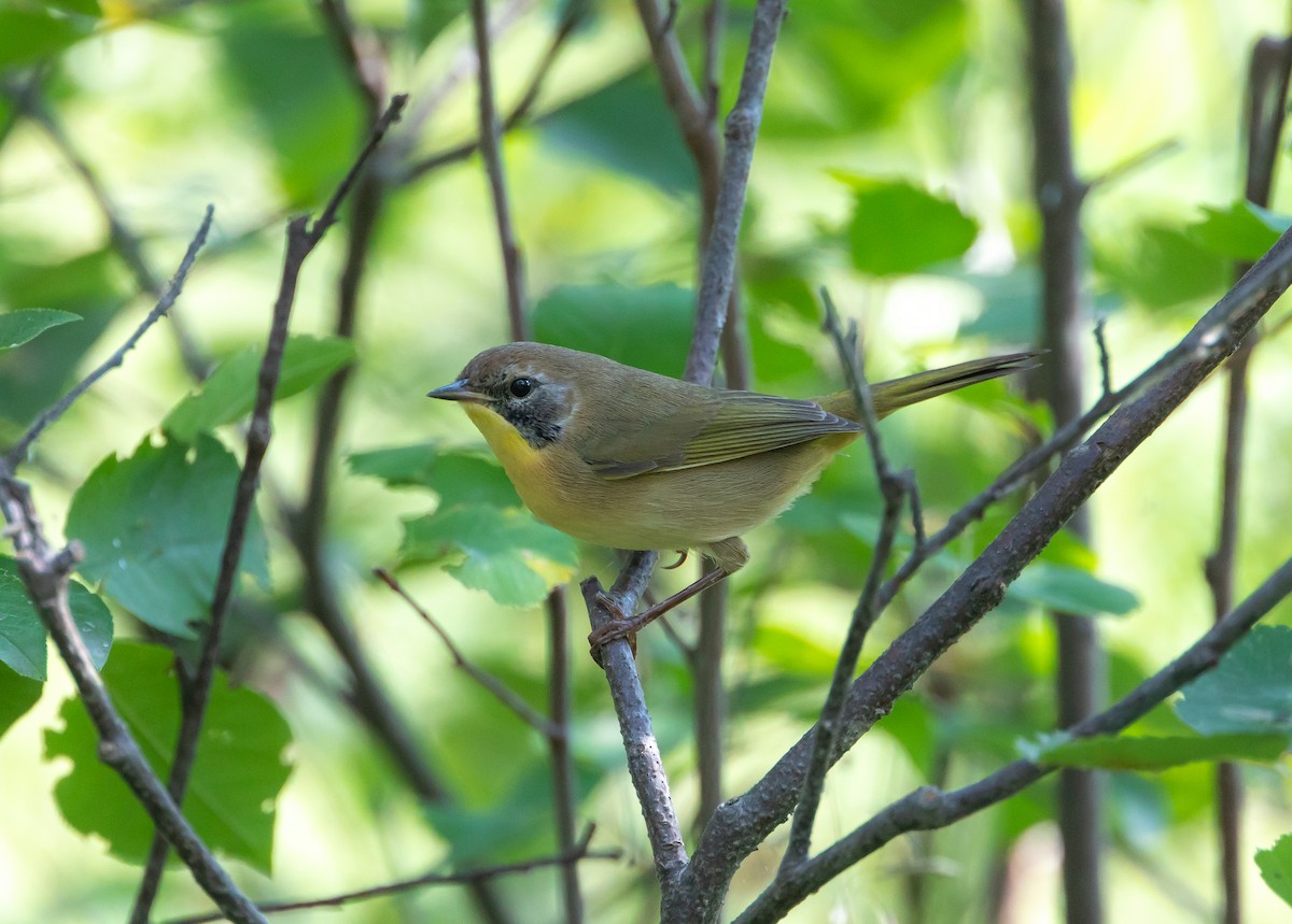 Weidengelbkehlchen - ML642137628