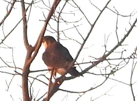 Merlin - ML642137631