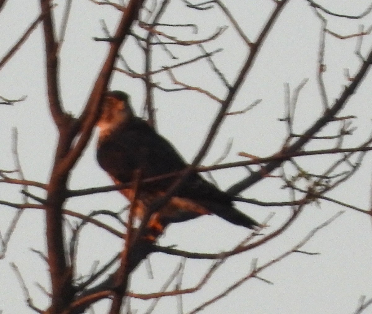 Merlin - ML642137641