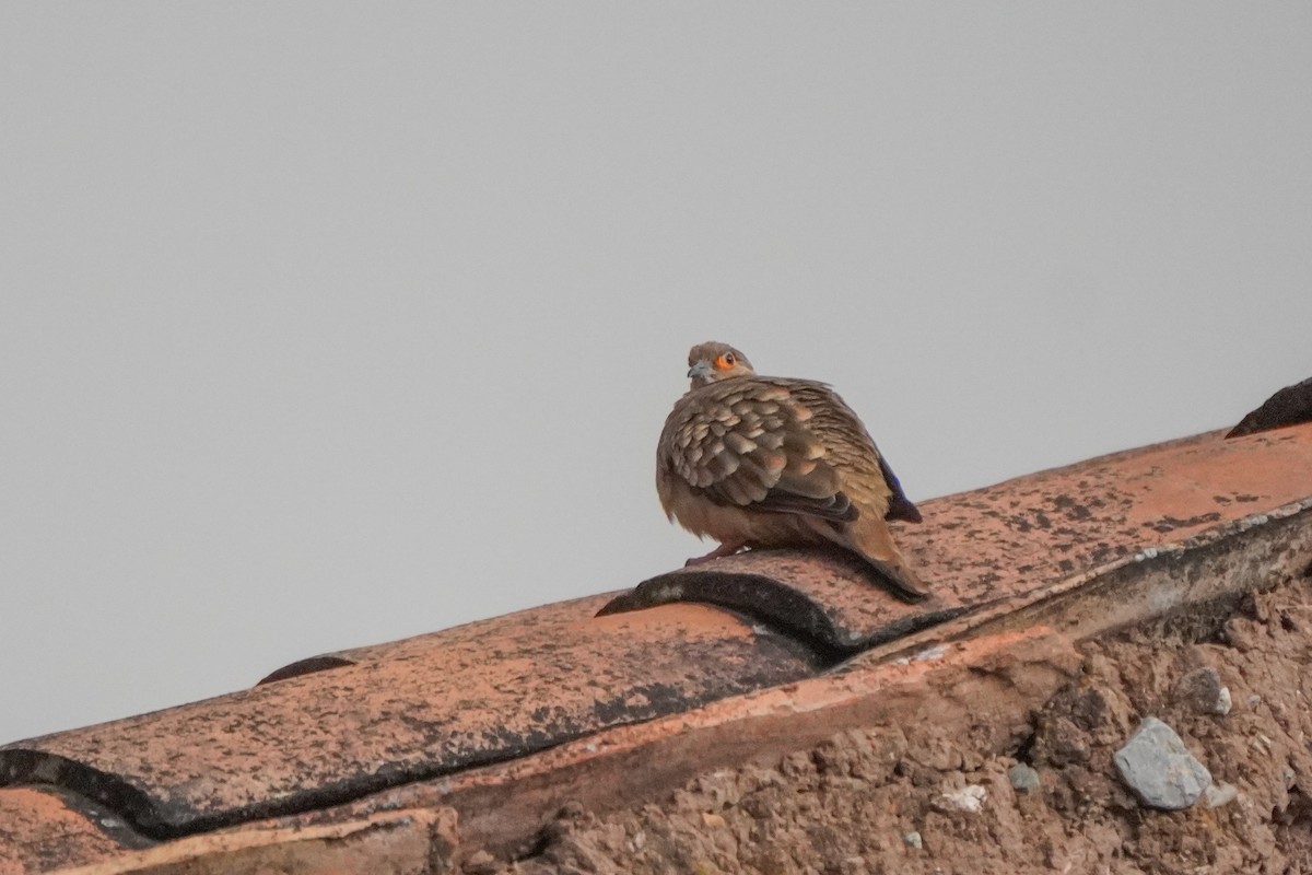 Nacktgesichttäubchen - ML642137642