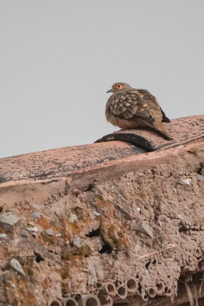 Nacktgesichttäubchen - ML642137643