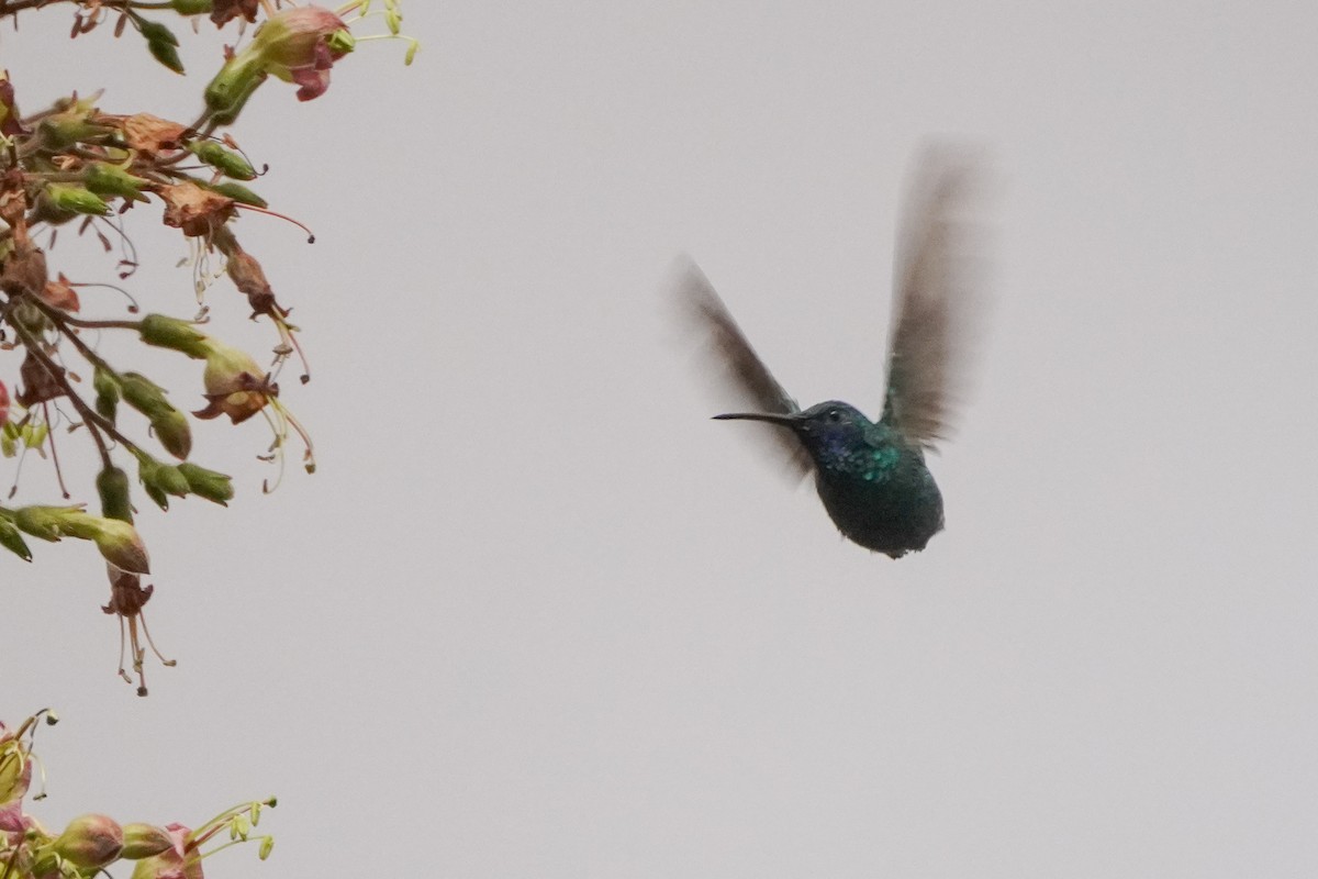 Glanz-Veilchenohrkolibri - ML642137647