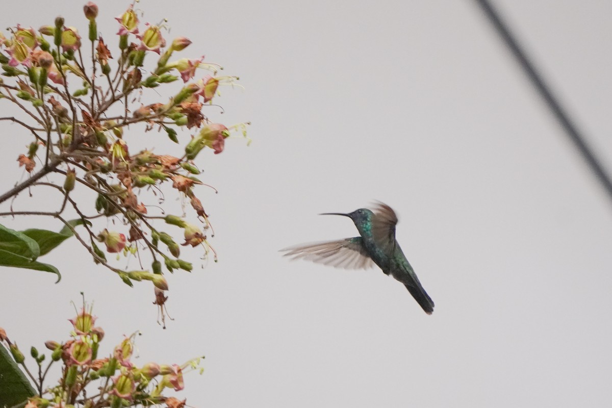 Sparkling Violetear - ML642137649