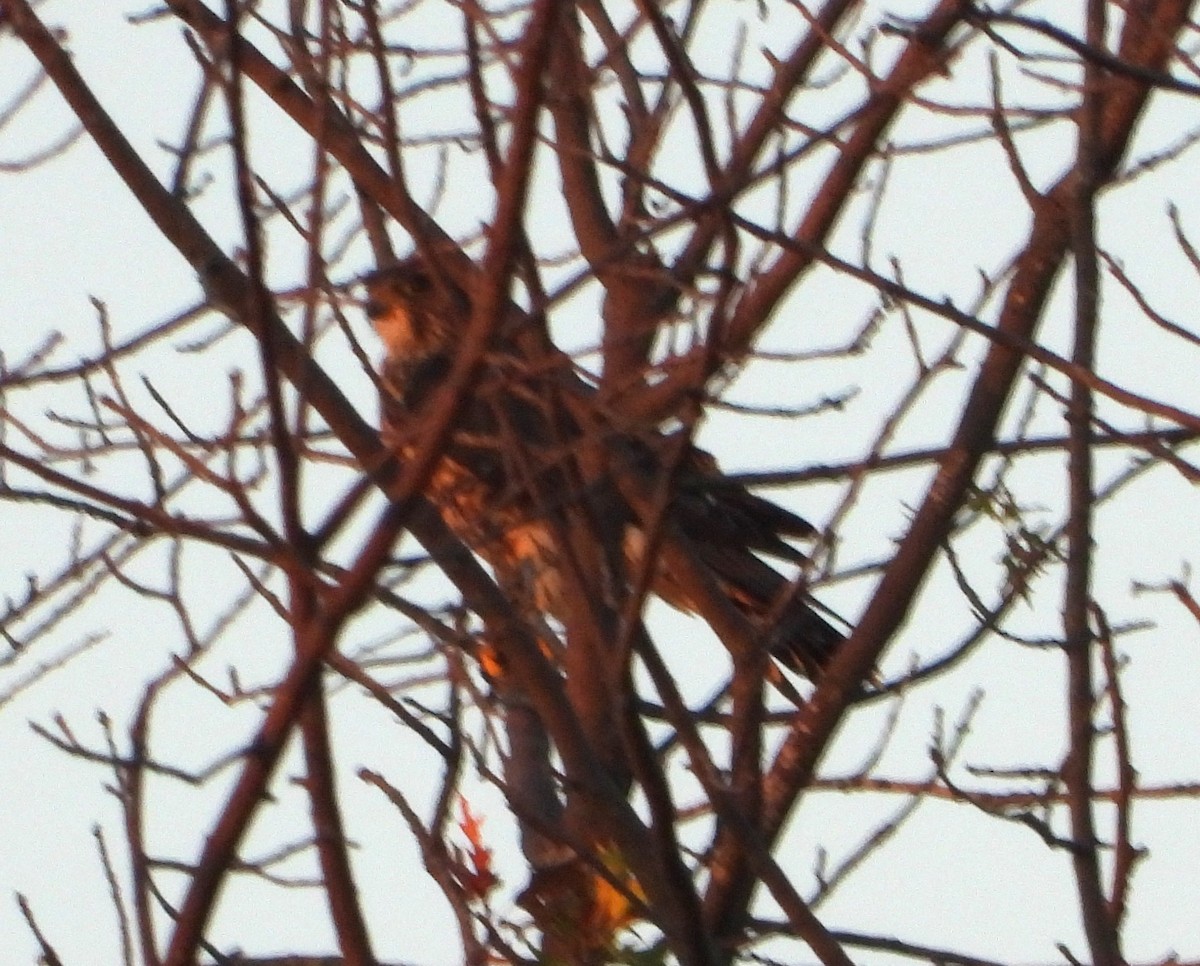 Merlin - ML642137652