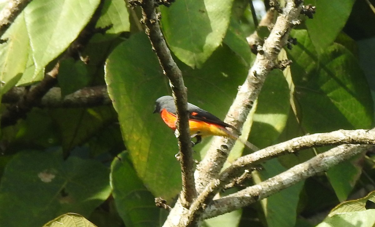 Zwergmennigvogel - ML642137657
