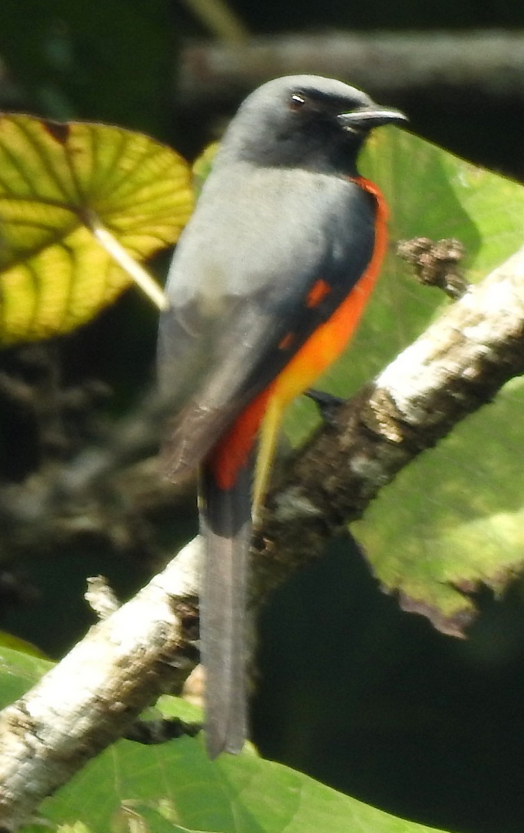 Zwergmennigvogel - ML642137658