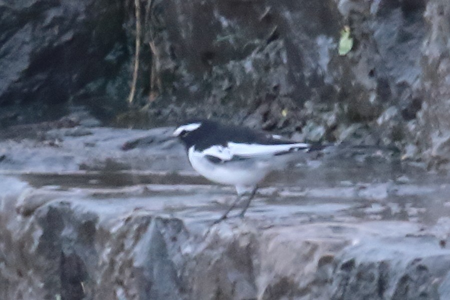White-browed Wagtail - ML642137681