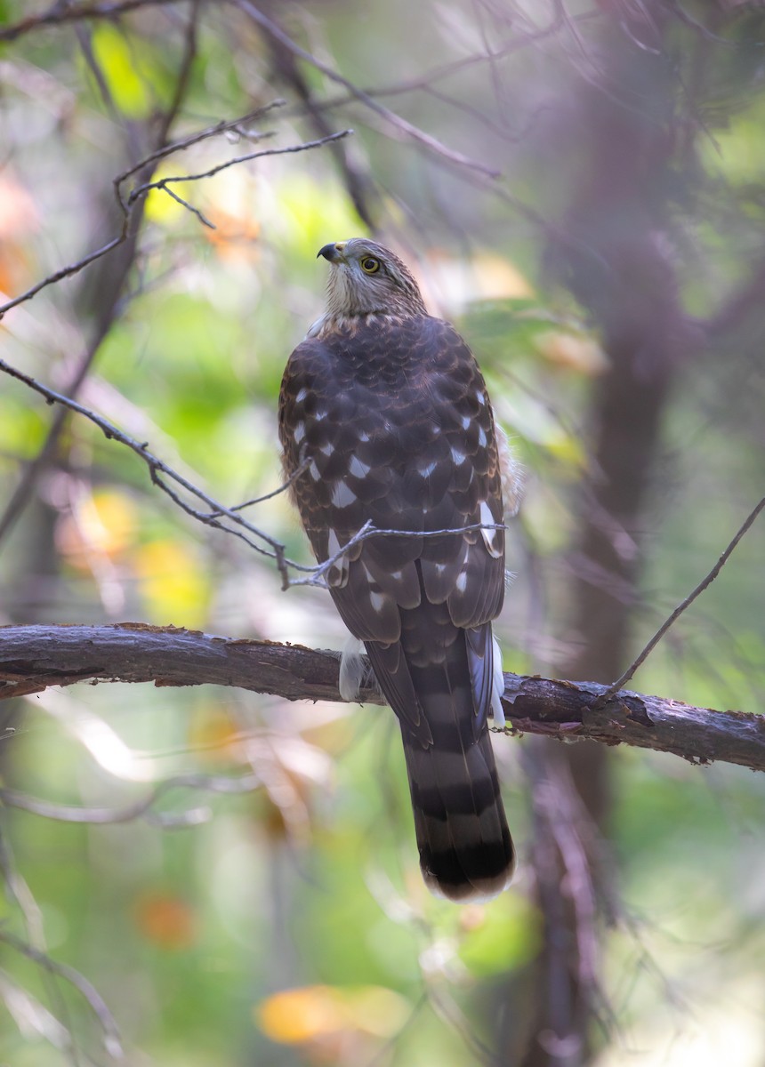 Sharp-shinned Hawk - ML642137686