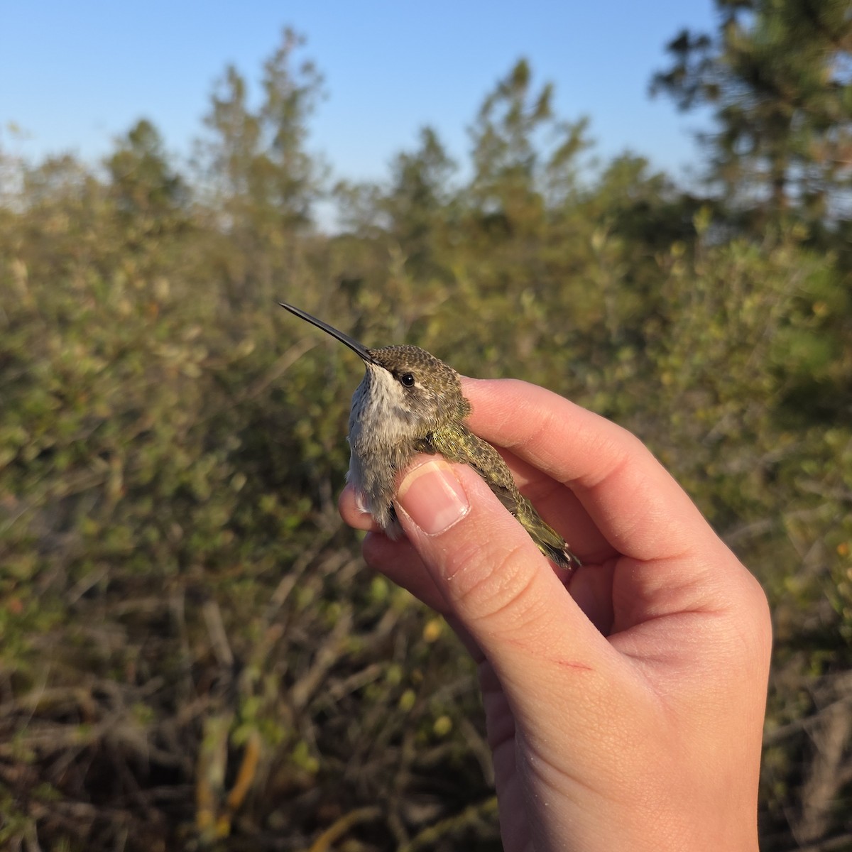 Black-chinned Hummingbird - ML642137705
