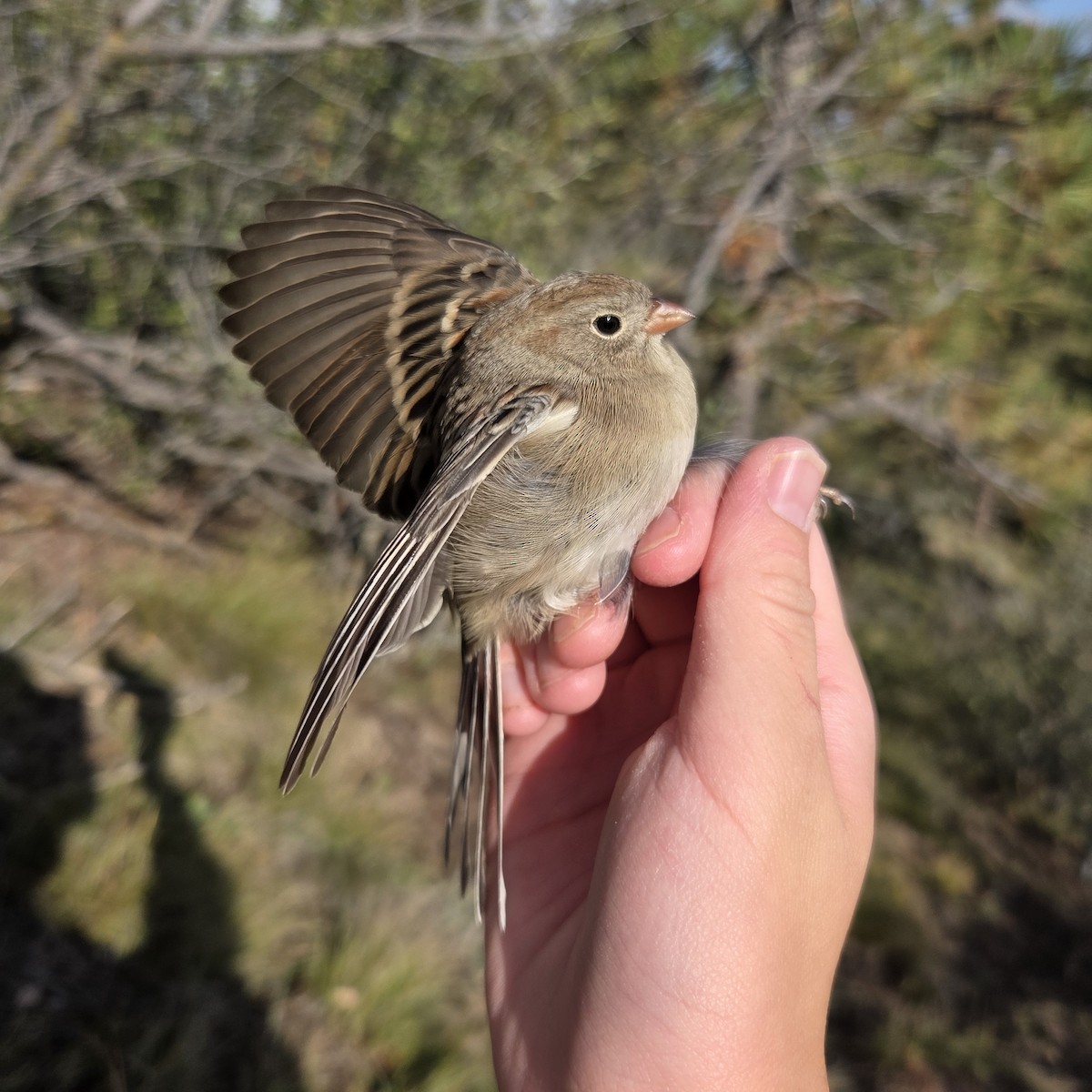 Field Sparrow - ML642137707
