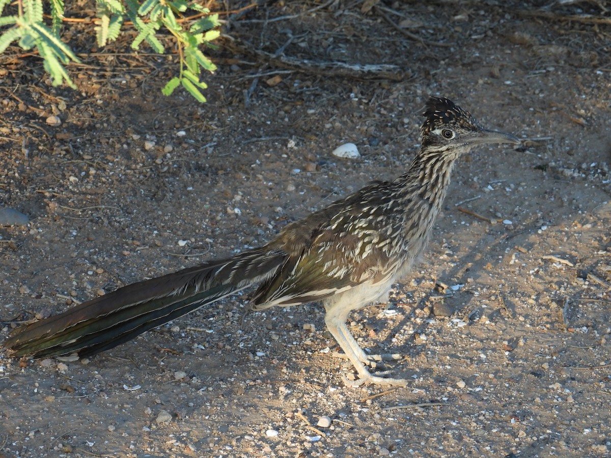 Greater Roadrunner - ML642137717