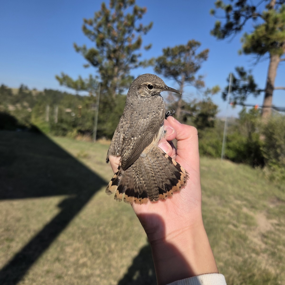 Rock Wren - ML642137723