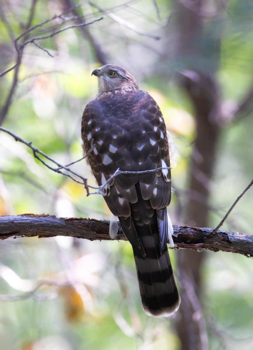 Sharp-shinned Hawk - ML642137758