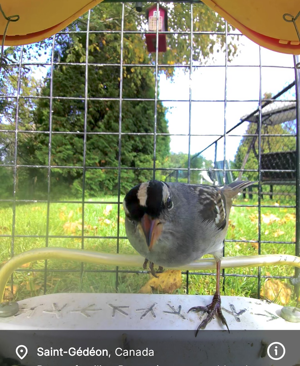 White-crowned Sparrow - ML642137762