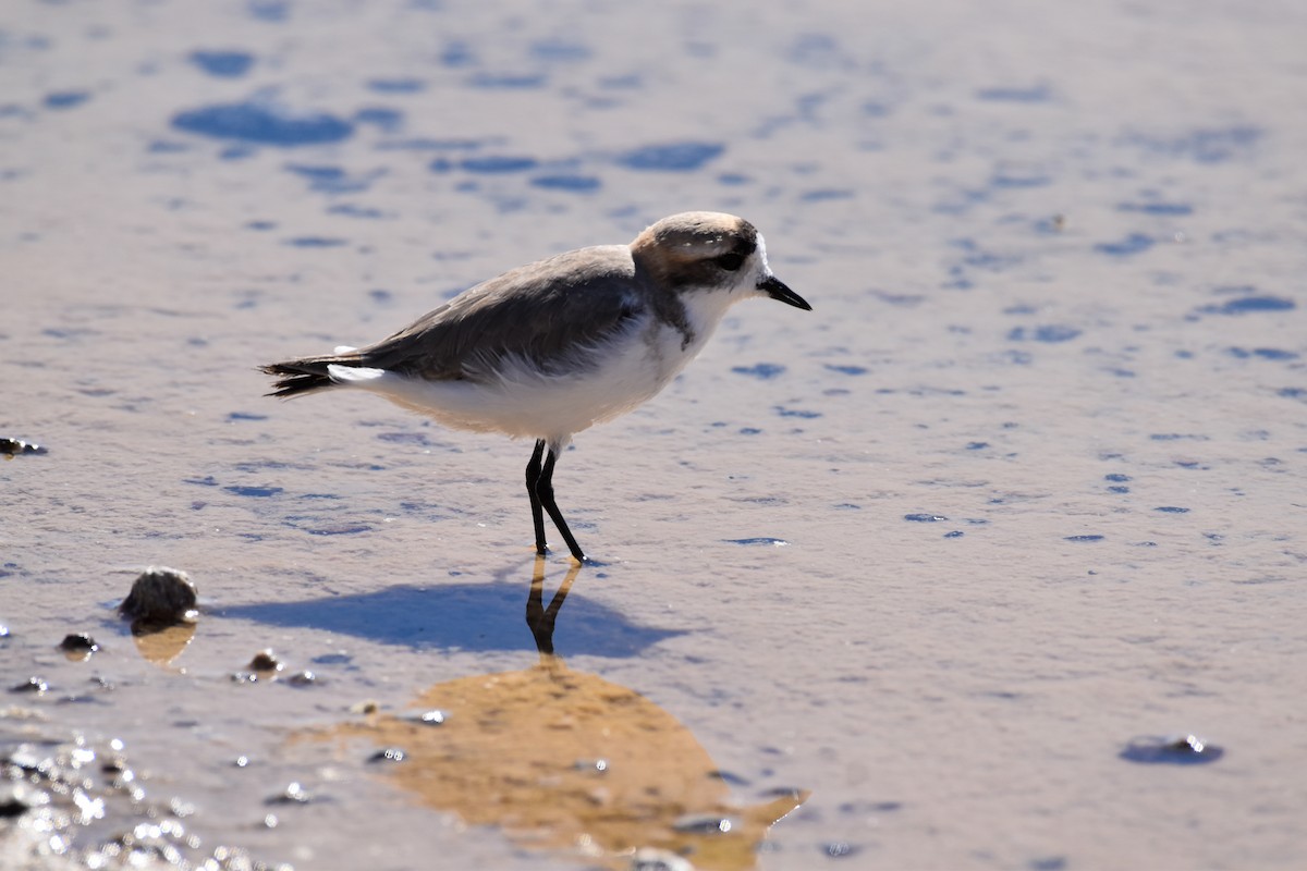Puna Plover - ML642137777