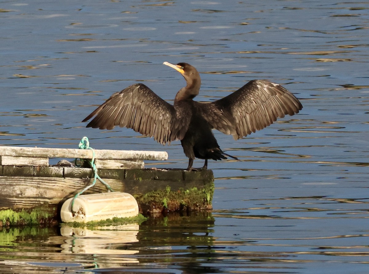 Cormoran à aigrettes - ML642137822