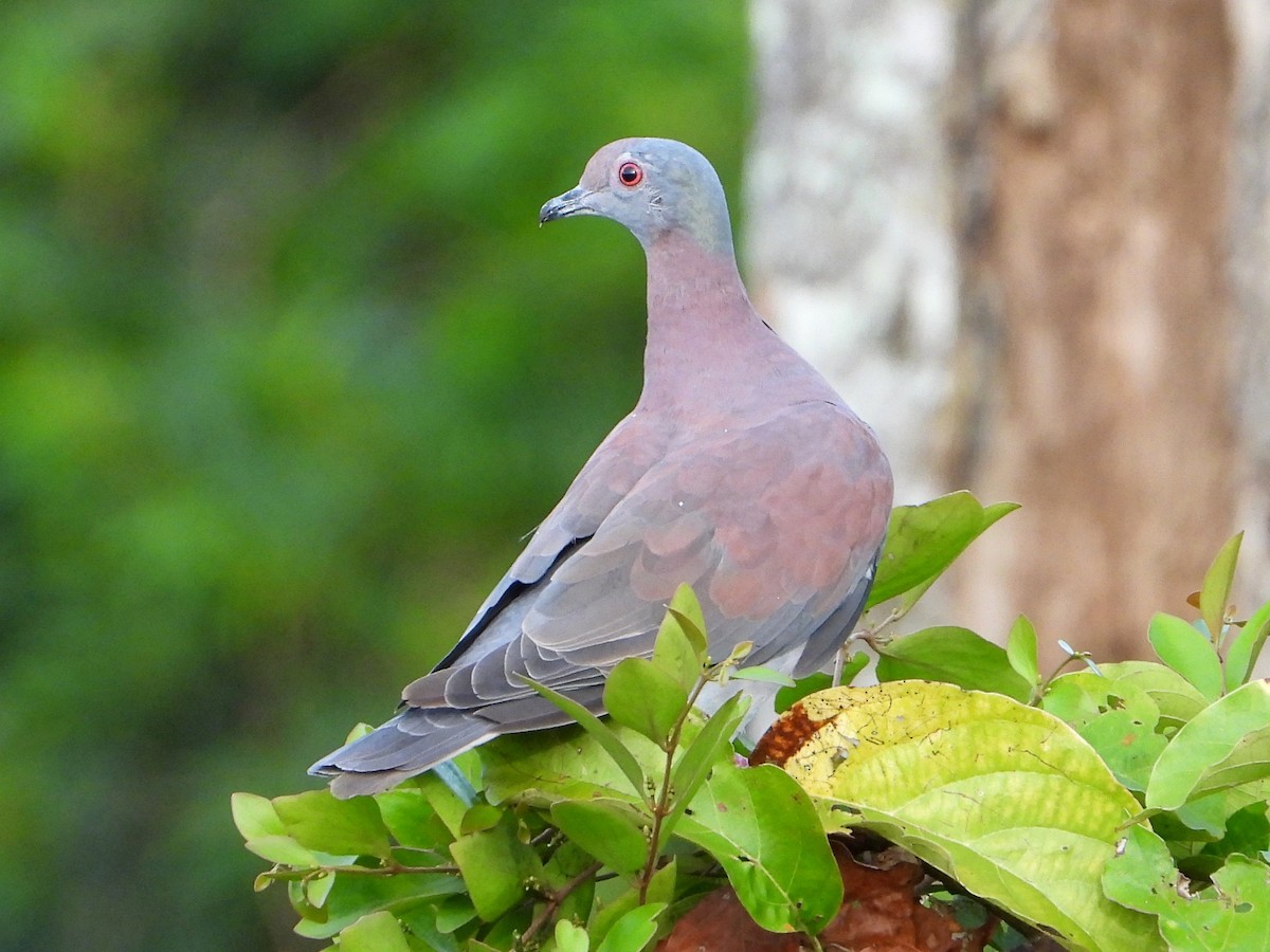 Pale-vented Pigeon - ML642137834