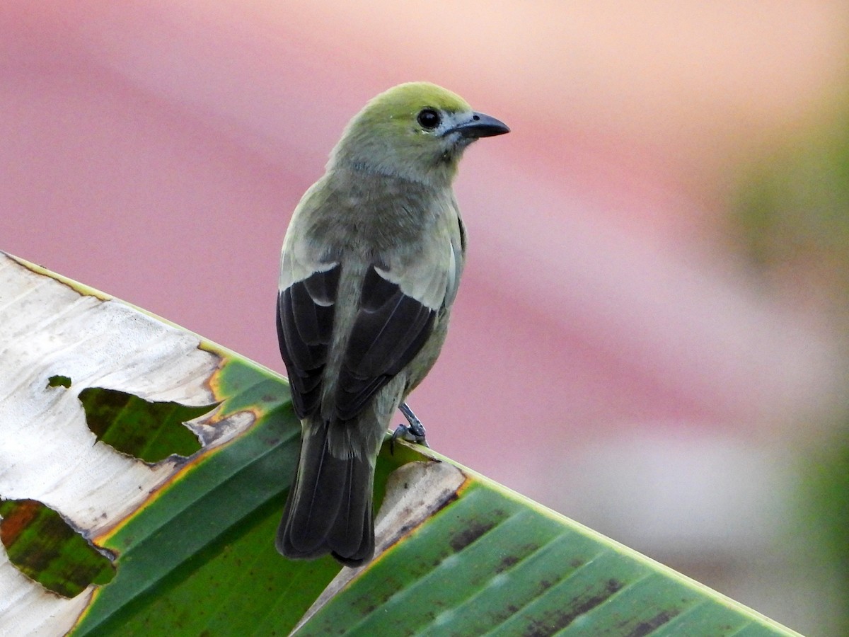 Palm Tanager - ML642137849