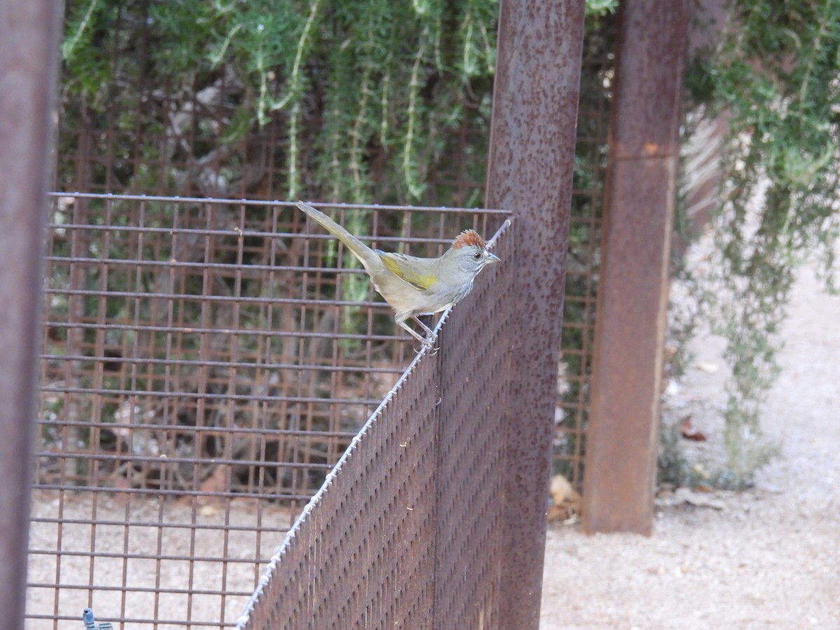 Green-tailed Towhee - ML642137862