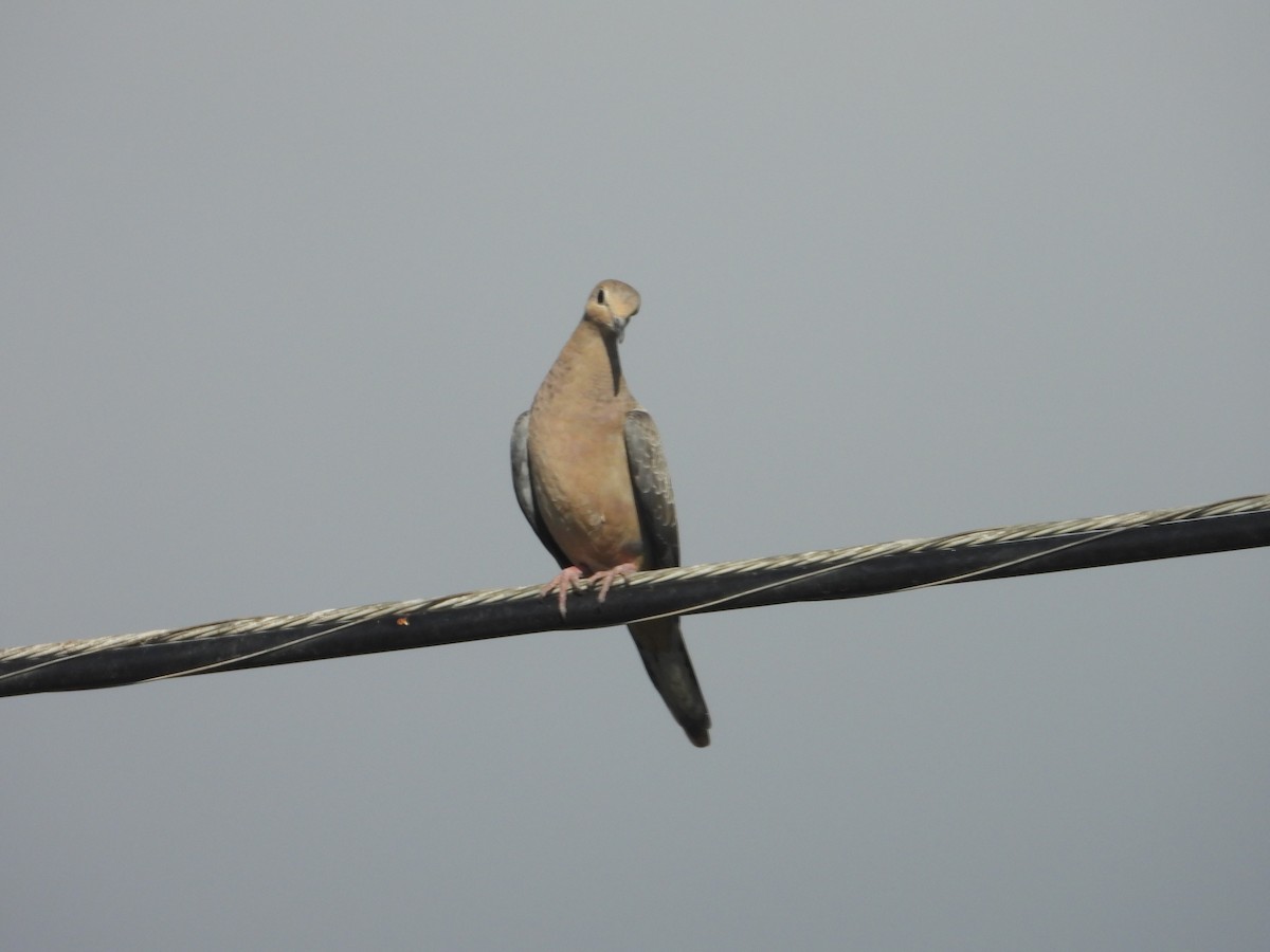 Mourning Dove - ML642137886