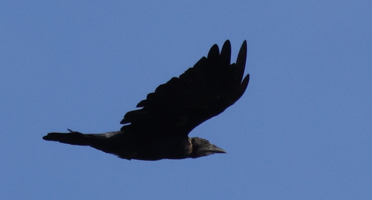 American/Fish Crow - ML642137892
