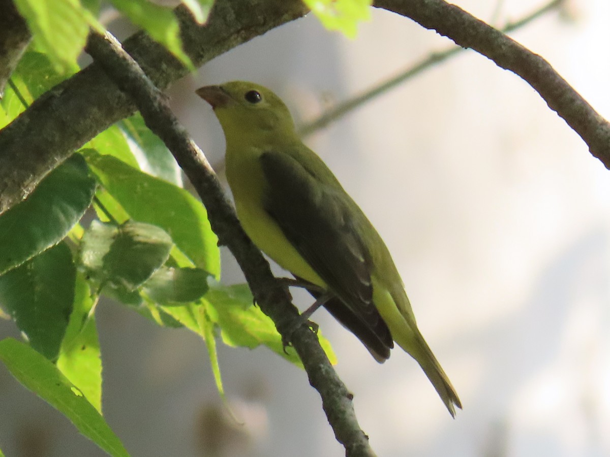 Scarlet Tanager - ML642137894
