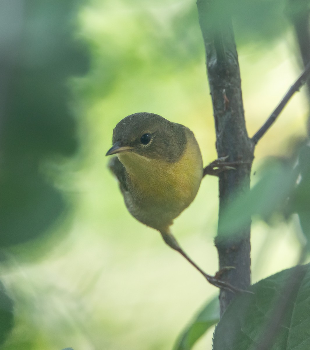 Common Yellowthroat - ML642137897