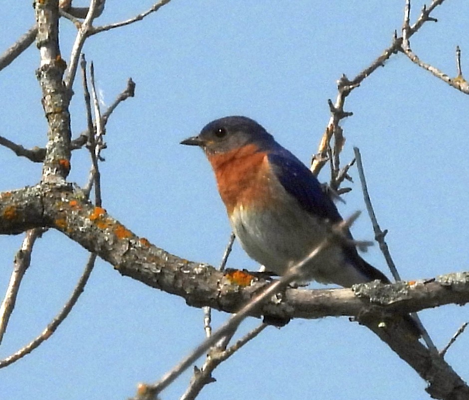 Eastern Bluebird - ML642137901