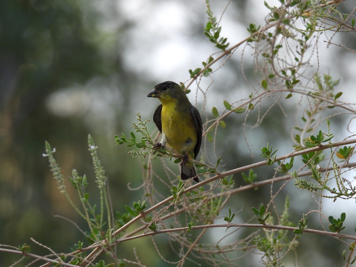 Lesser Goldfinch - ML642137904
