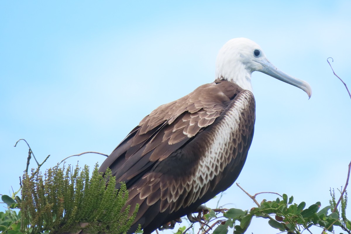 Magnificent Frigatebird - ML642137911