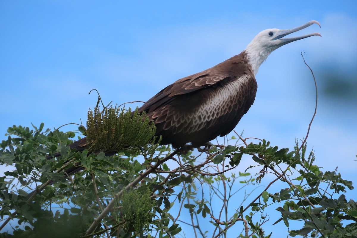 Magnificent Frigatebird - ML642137912