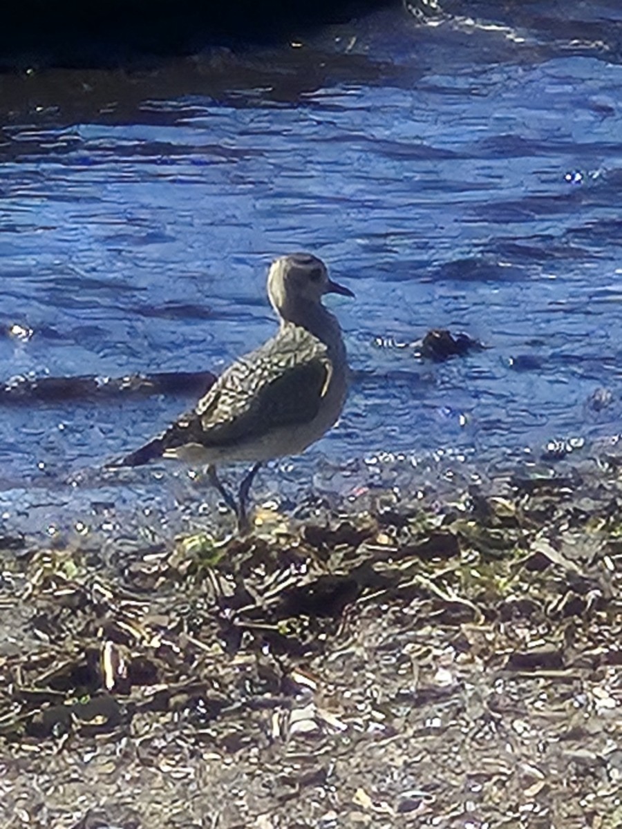 American Golden-Plover - ML642137920