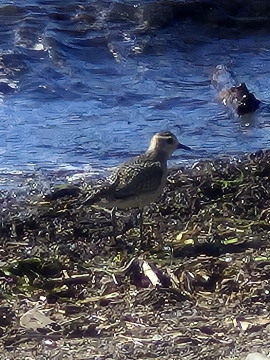 American Golden-Plover - ML642137921