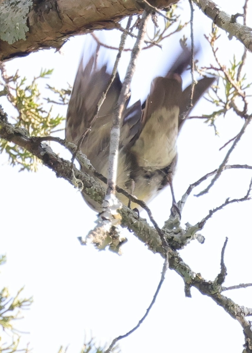 Eastern Wood-Pewee - ML642137940