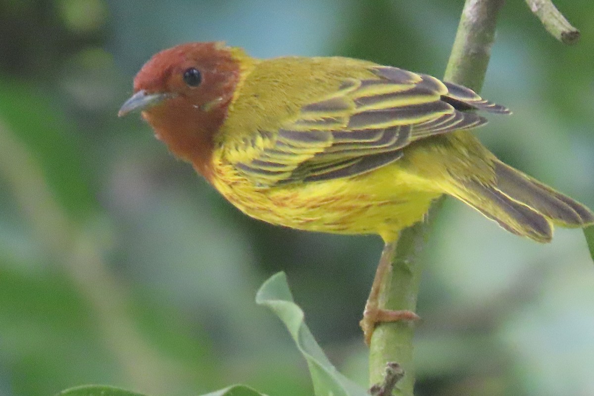 Yellow Warbler - ML642137947