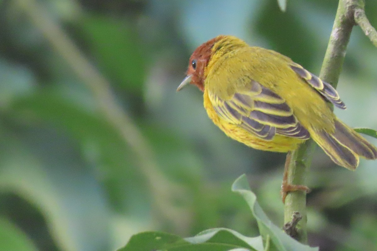 Yellow Warbler - ML642137948