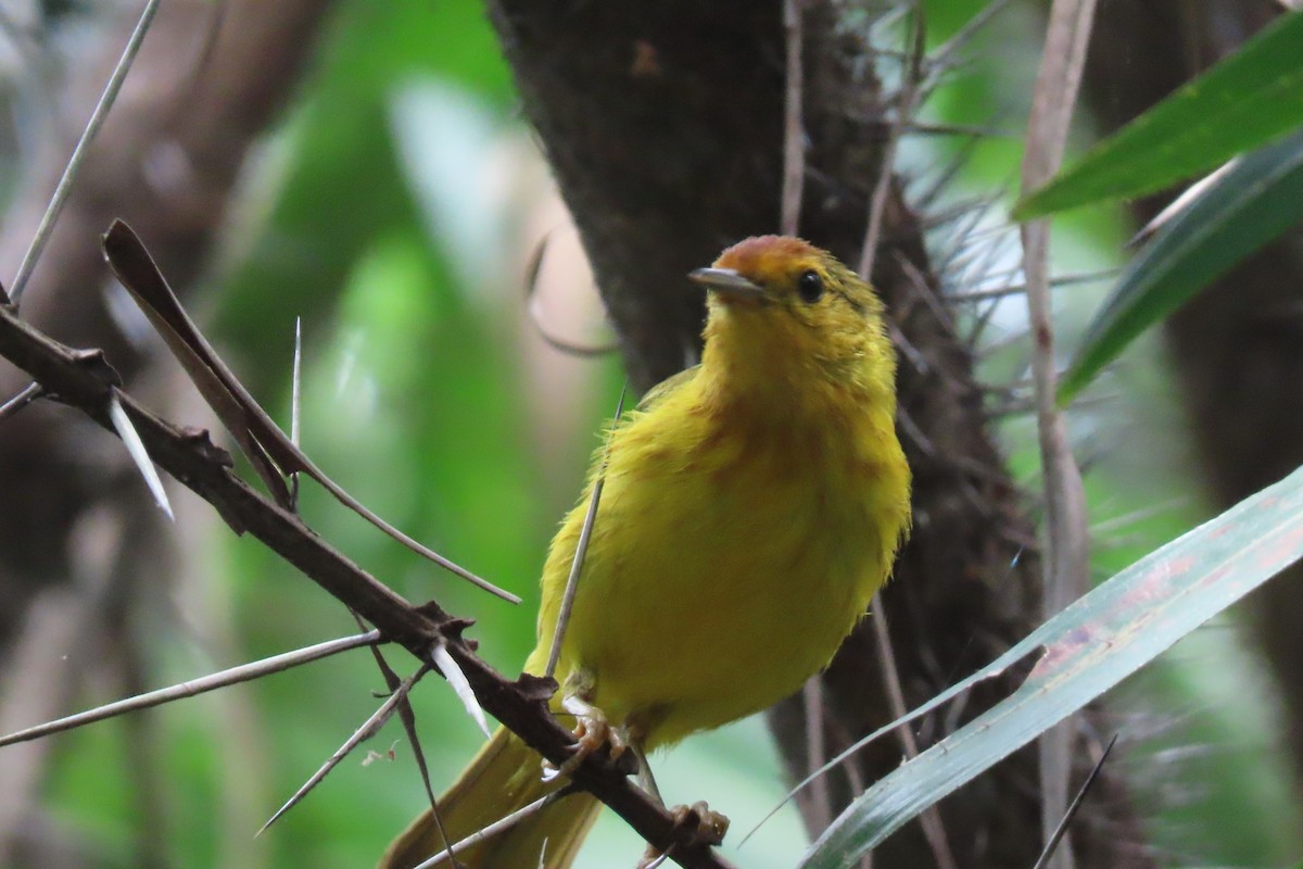Yellow Warbler - ML642137949