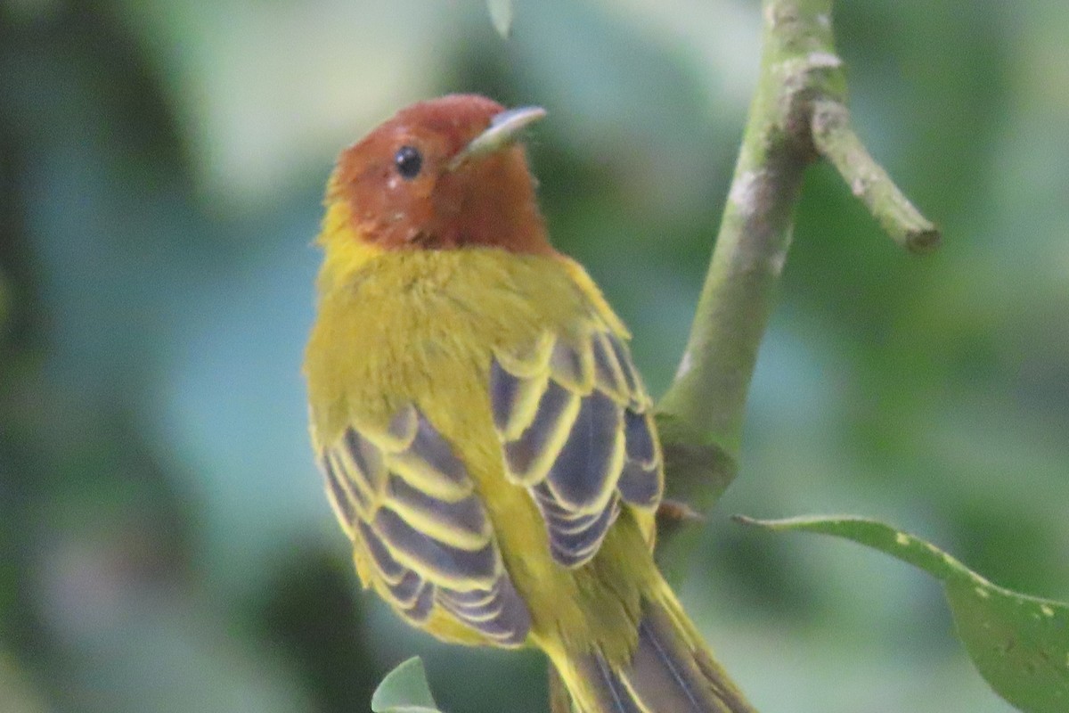 Yellow Warbler - ML642137950