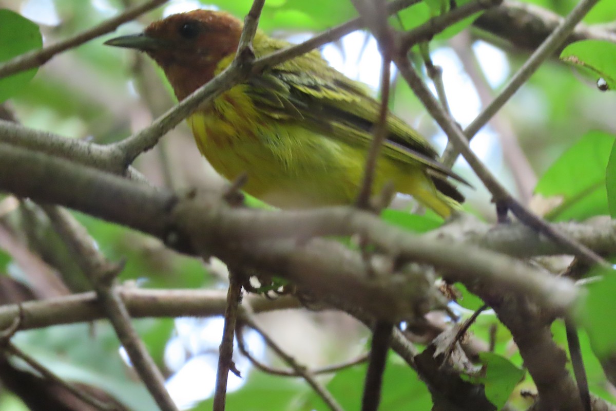 Yellow Warbler - ML642137951