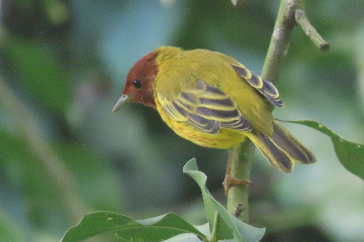 Yellow Warbler - ML642137952